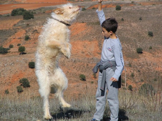 A Guay le encantaba jugar con Pablo. Especialmente cuando éste le tiraba palos par que los recogiese. Cuando tardaba mucho en lanzarlo, Guay se impacientaba e intentaba atraparlo.